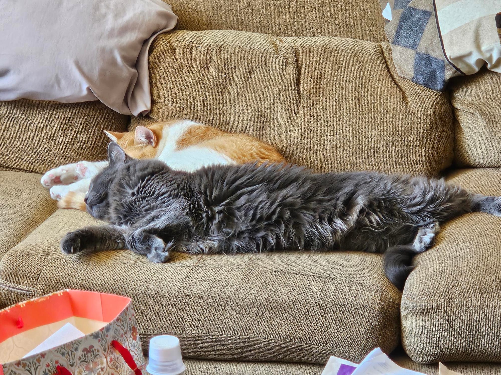 Two kitty cats snoozing together on a sofa.